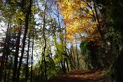 20 Primo tratto stradetta cementata ...con tappeto di foglie